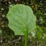 Lapsana communis 葉