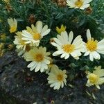 Argyranthemum maderense 花