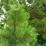 Pinus mugoLeaf