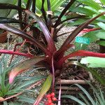 Aechmea weilbachii 整株植物