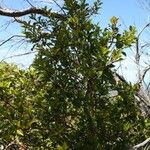 Archirhodomyrtus paitensis Агульны выгляд