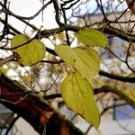 Catalpa ovata 葉