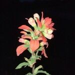 Castilleja indivisa 花