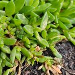 Delosperma sutherlandii Hostoa