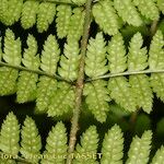 Dryopteris remota Frunză