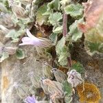 Campanula topaliana Flower