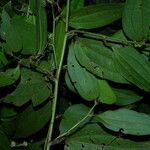 Smilax domingensis Folha