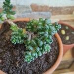 Sedum hernandezii Foglia