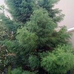 Cryptomeria japonica Alkat (teljes növény)