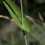 Turritis brassica Leaf