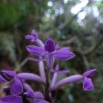 Arnottia mauritiana Flor