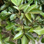 Aglaia elaeagnoidea Deilen