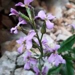 Hesperis laciniata 花
