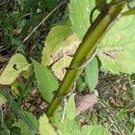 Agastache nepetoides Casca