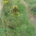 Bidens bipinnata Ffrwyth