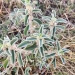 Leucas tomentosa Hoja