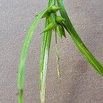 Carex intumescens 花