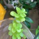 Sedum kimnachii पत्ता