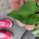 Ipomoea hederifolia Folha