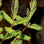 Hoffmannseggia glauca Leaf
