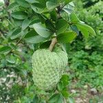 Annona spinescens Meyve