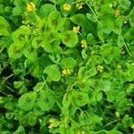 Medicago arabicaपत्ता