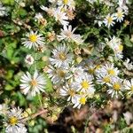 Symphyotrichum ericoidesFlor