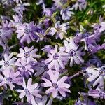 Phlox subulataFloro