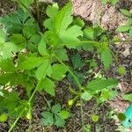 Ranunculus recurvatus Leaf