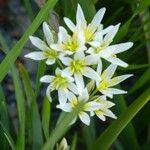 Nothoscordum bivalve Blomma