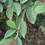 Cotoneaster coriaceus Blad