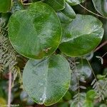 Marsdenia nigriflora Folla