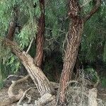 Eucalyptus sideroxylon Rinde