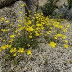 Eschscholzia glyptosperma ᱛᱟᱦᱮᱸ