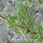Gypsophila struthium Levél