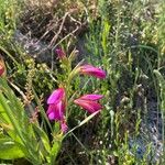 Gladiolus italicus Floro