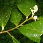 Ardisia standleyana Hoja