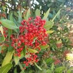 Photinia arbutifolia Blomma