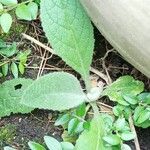 Verbascum densiflorum Лист
