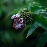 Costus afer Λουλούδι