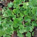 Tellima grandiflora Folha