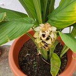 Curcuma longa Feuille