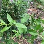 Maytenus boaria 葉