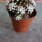 Mammillaria vetulaBlomst