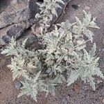 Tarasa operculata Hoja