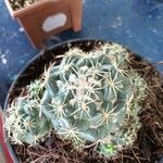 Coryphantha elephantidens Ліст