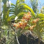 Grammatophyllum speciosum Flower