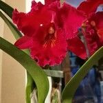 Cattleya brevipedunculata Çiçek