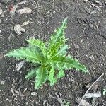 Sonchus asperLeaf