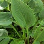 Hosta longipes Листок